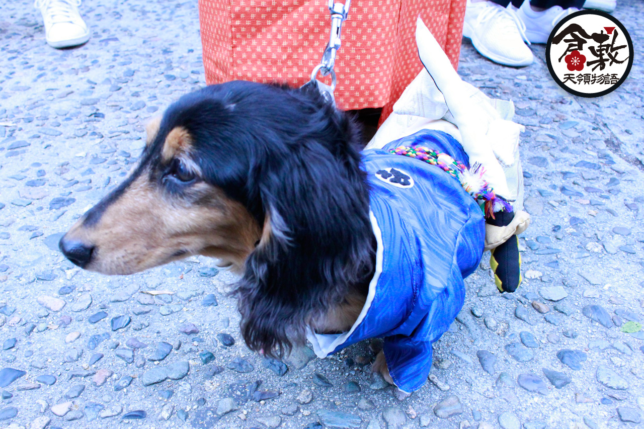 倉敷天領物語花魁道中